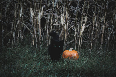 View of an animal on field