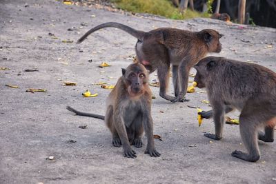 Macaque long tailed monkey close-up phuket town river genus macaca cercopithecinae thailand asia