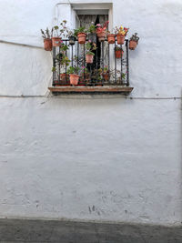 Potted plant on wall of building