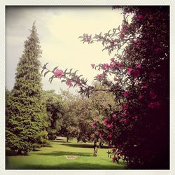 Pink flowers blooming on tree