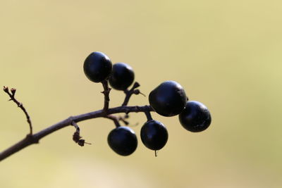 Close-up of berries growing on tree