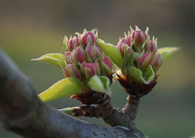 Close-up of pink flowering plant