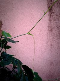 Close-up of plant
