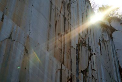 Close-up of tree during sunset