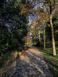 Footpath amidst trees in forest during autumn