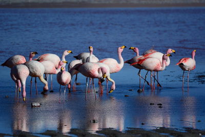 Flock of flamingos in lake