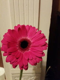 Close-up of red flower