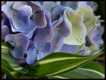 Close-up of flowers