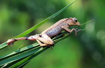 Close-up of grasshopper