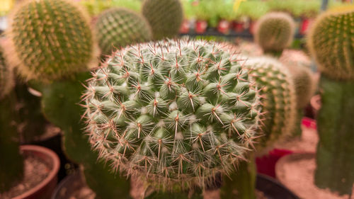 Close-up of succulent plant