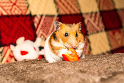 Close-up of a eating food