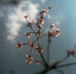 Close-up of flowering plant against sky