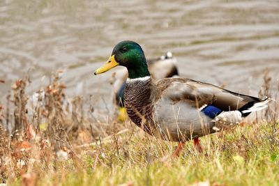 Mallard duck in a lake