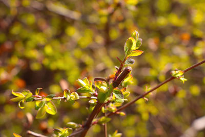 Close-up of flowering plant leaves