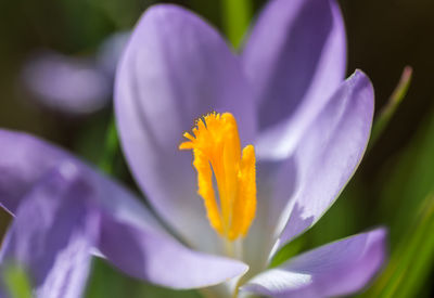 Close-up of purple flowers