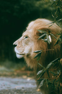 Close-up of a lion on field