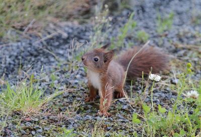 Squirrel on field