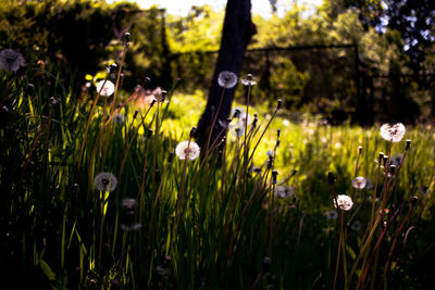 Close-up of flowering plants on field