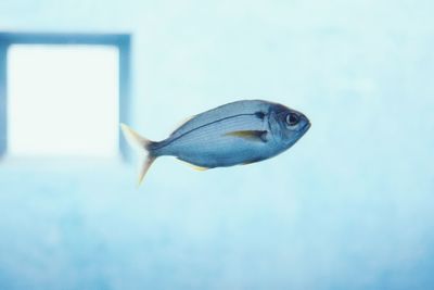 Close-up of fish swimming in sea