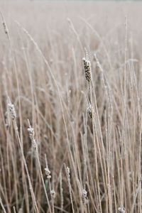 Close-up of dry grass on field