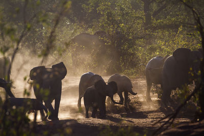 Horses in a forest