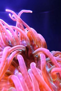 Close-up of coral in sea