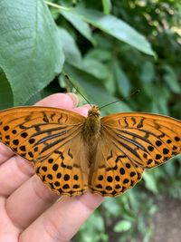 Close-up of butterfly on hand holding flower