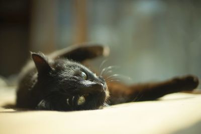 Close-up of cat