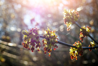 Male catkins of salix caprea, known as goat willow, on branch in sunny spring day. selective focus