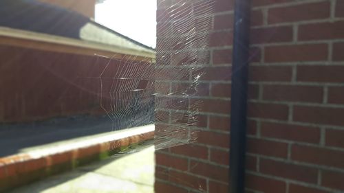 Close-up of spider web