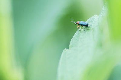 Close-up of insect on leaf
