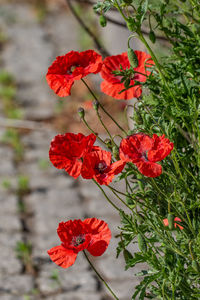 Close-up of red flowering plant