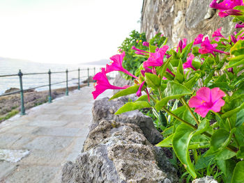 Close-up of pink flowering plants by rocks against sky