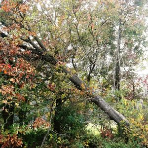 Trees in forest during autumn