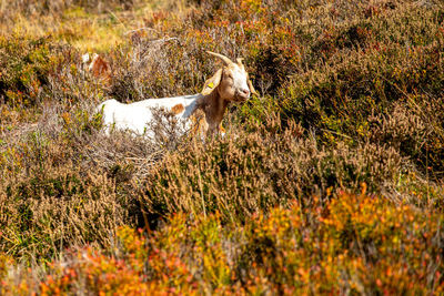 Goat on the menzenschwander goat path