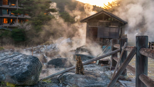 Tabby yawing cat in mount unzen hell valley jigoku and hot springs with sulfur gas steam at sunset