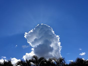 Low angle view of tree against sky