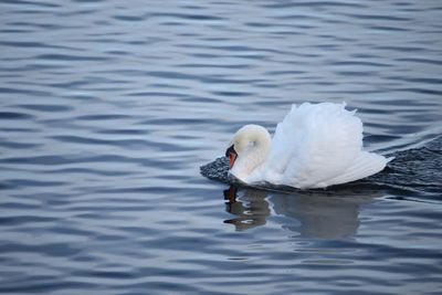 Close-up of swan swimming in lake