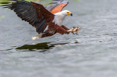 Close-up of eagle flying over lake