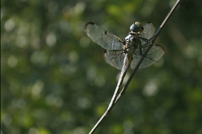 Close-up of dragonfly