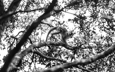 Low angle view of monkey on tree