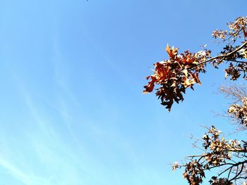 Low angle view of trees against clear blue sky