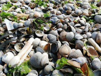 High angle view of shells