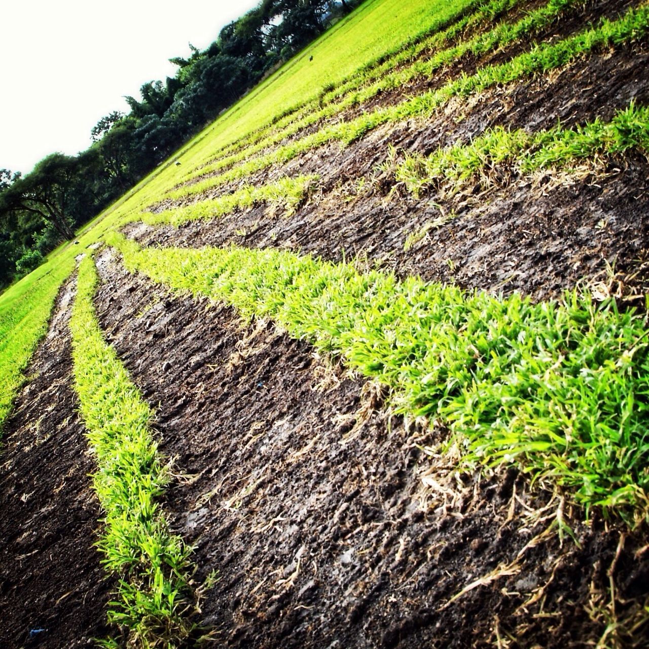 green color, agriculture, growth, field, rural scene, landscape, grass, tranquility, farm, nature, tranquil scene, crop, beauty in nature, plant, the way forward, cultivated land, scenics, green, day, plantation