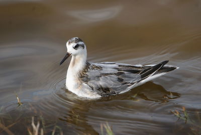 Close-up of duck swimming in lake