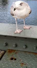 Seagull perching on metal by lake