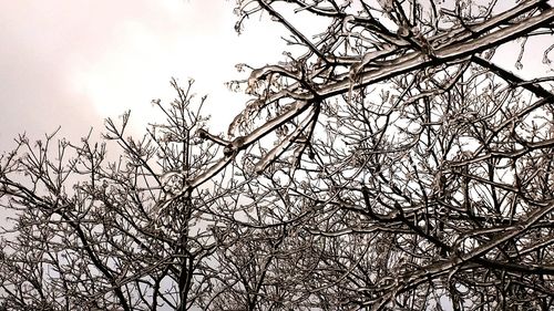 Low angle view of bare trees against sky