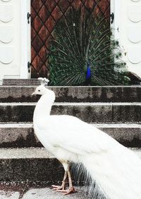 Close-up of peacock