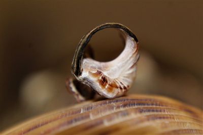 Close-up of a turtle