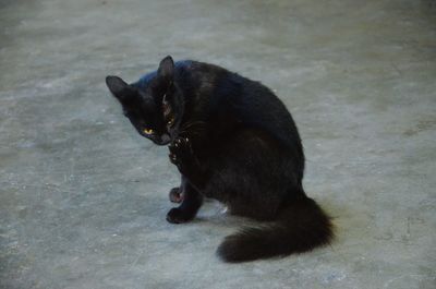 High angle view of black cat